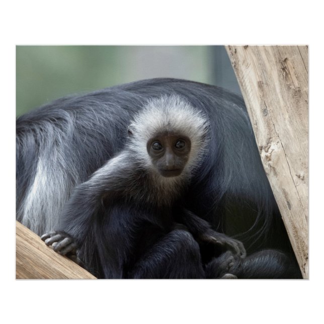 Póster Colobus polykomos (Anverso)