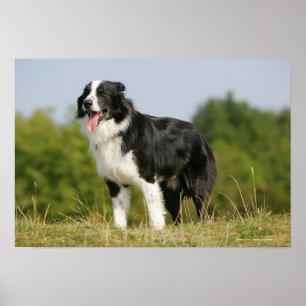 Póster Colocación del jadeo del border collie