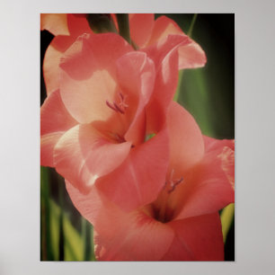 Póster Colocar la flor de Gladiolus