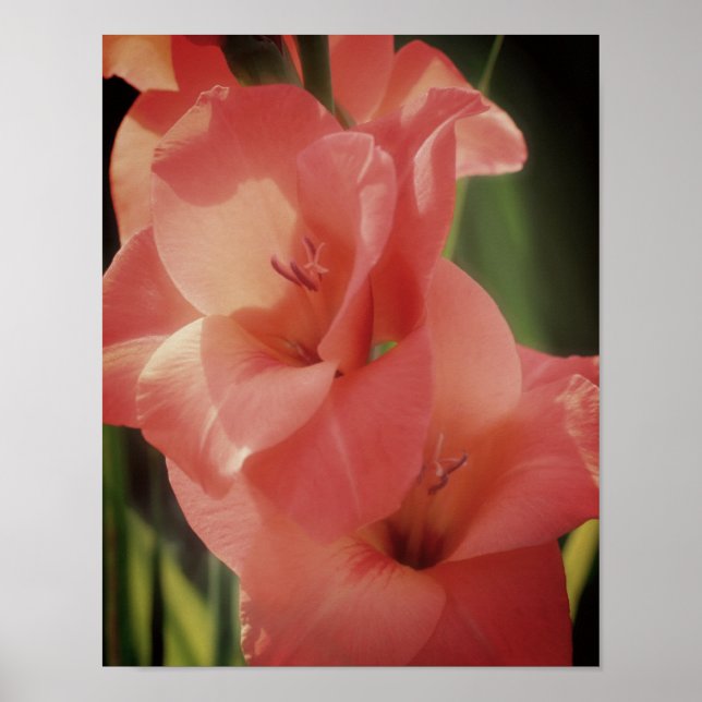 Póster Colocar la flor de Gladiolus (Frente)