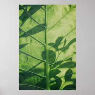Póster Colocasia esculenta leaf