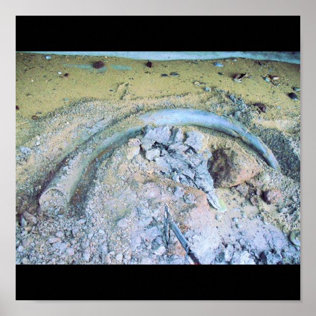 Póster colofón de mamut (2) (Frente)