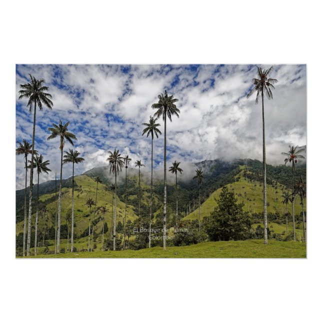 Póster Colombia - El Bosque de Palmas, (Anverso)