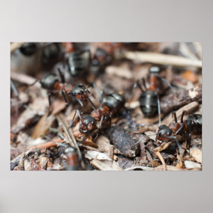 Póster Colonia de Ant