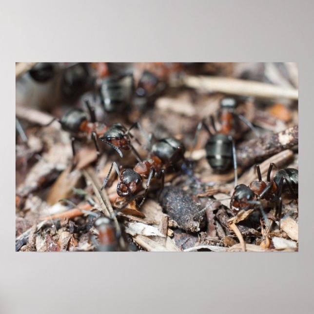 Póster Colonia de Ant (Frente)