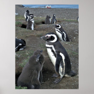 Póster Colonia de Pingüinos de la Isla Magdalena