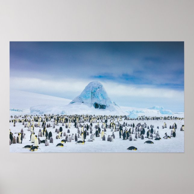 Póster Colonia Emperador Pingüino (Frente)