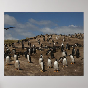 Póster Colonia Gentoo Penguin (Pygoscelis papua) en el oe