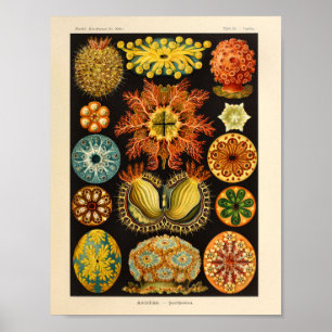 Póster Color Ascidiae Vintage Ernst Haeckel Art Print