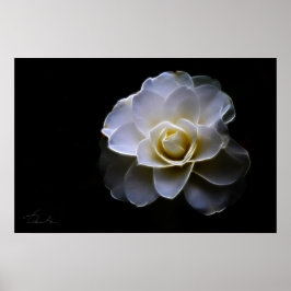 Póster color de camellia blanco