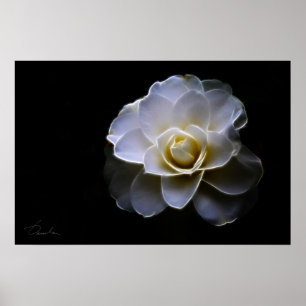 Póster color de camellia blanco