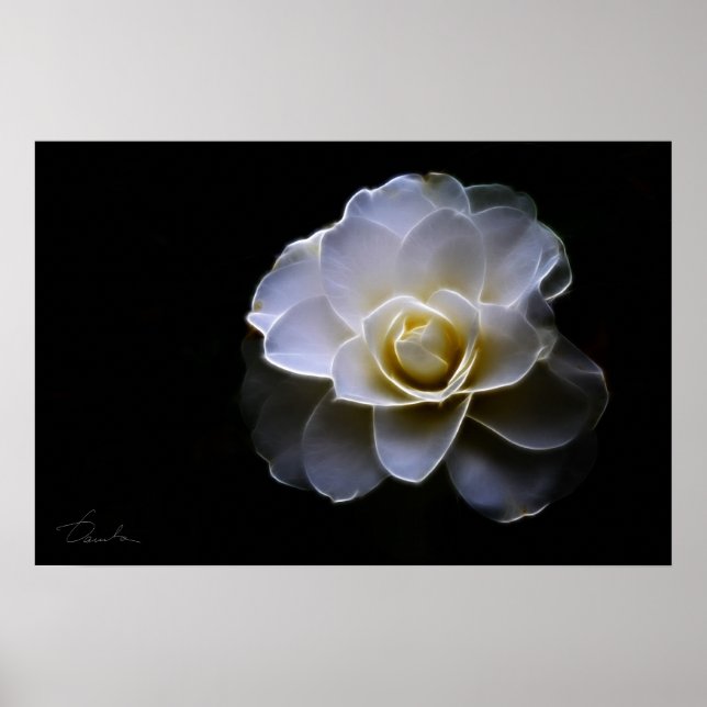 Póster color de camellia blanco (Frente)