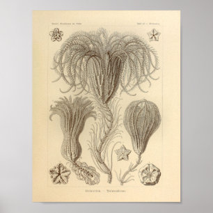 Póster Color de crinoidea vintage Ernst Haeckel Imprimir