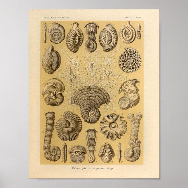 Póster Color de las telenovelas de colores Ernst Haeckel  (Frente)