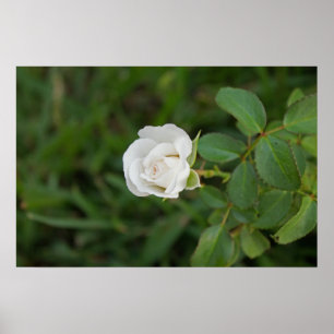 Póster Color de rosa