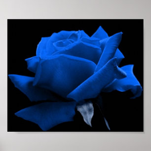 Póster Color de rosa azul