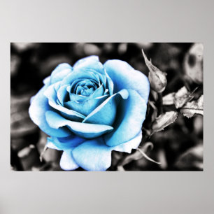 Póster Color de rosa azul