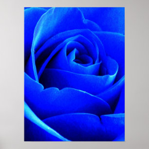 Póster Color de rosa azul