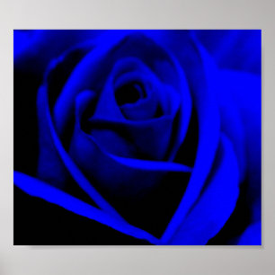 Póster Color de rosa azul de medianoche -
