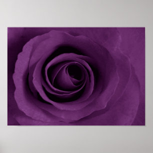 Póster color de rosa púrpura del poster de Etsy