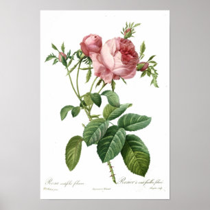 Póster Color de rosa rosado por Redoute