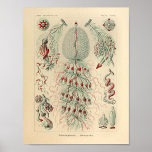 Póster Color de Siphonophorae Vintado Ernst Haeckel Impri