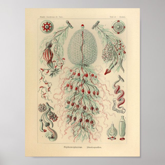 Póster Color de Siphonophorae vintage Ernst Haeckel Impri (Frente)