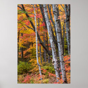 Póster Color Otoñal En El Bosque Cerca De Copper Harbor