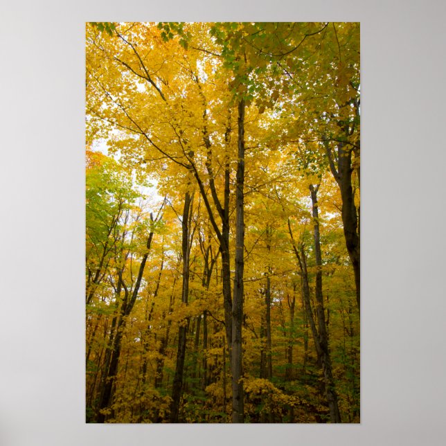 Póster Color otoñal, Michigan (Frente)