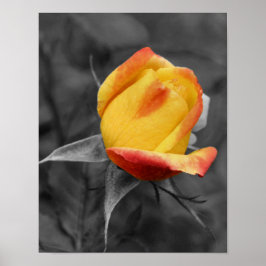 Póster Color parcial amarillo rosebud