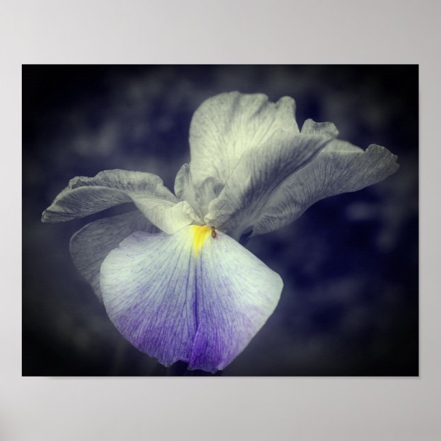 Póster Color Parcial De Flor Iris Japonesa Púrpura (Frente)