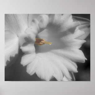 Póster Color parcial de la flor de Daffodil
