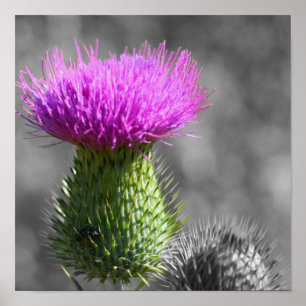Póster Color parcial de la flor del cardo púrpura