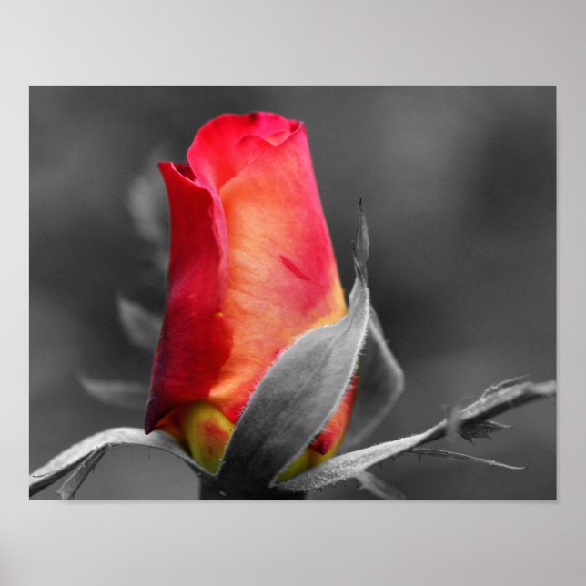 Póster Color Parcial Rosebud Rojo (Frente)