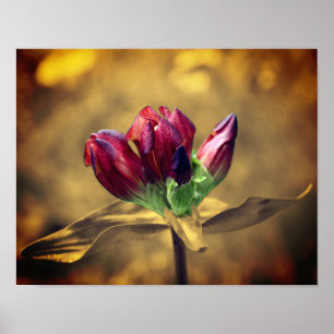 Póster Color parcial Sepia de la flor gentiana roja
