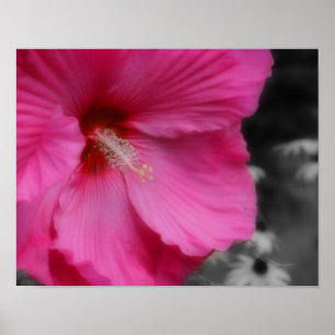 Póster Color Particular De Flor De Hibiscus Pink Vivid
