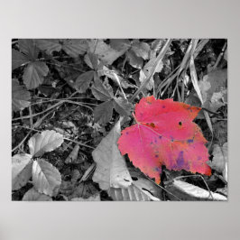 Póster Color Pop Hoja Roja
