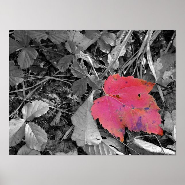 Póster Color Pop Hoja Roja (Frente)