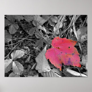 Póster Color Pop Red Leaf