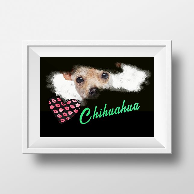 Póster Color sólido Chihuahua Ojos cortos (Subido por el creador)