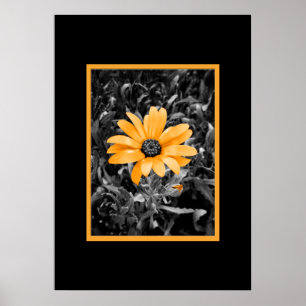 Póster Color Splash Spring Flash African Daisy Photograph