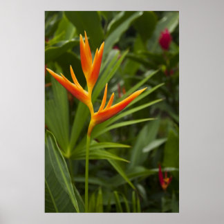 Póster Color tropical