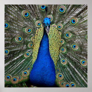 Póster Color vibrante Peacock