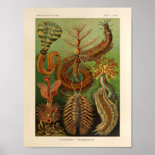 Póster Color vintage Chaetopoda Ernst Haeckel Art Print
