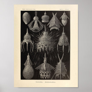 Póster Color vintage de la citoidea Ernst Haeckel Imprimi