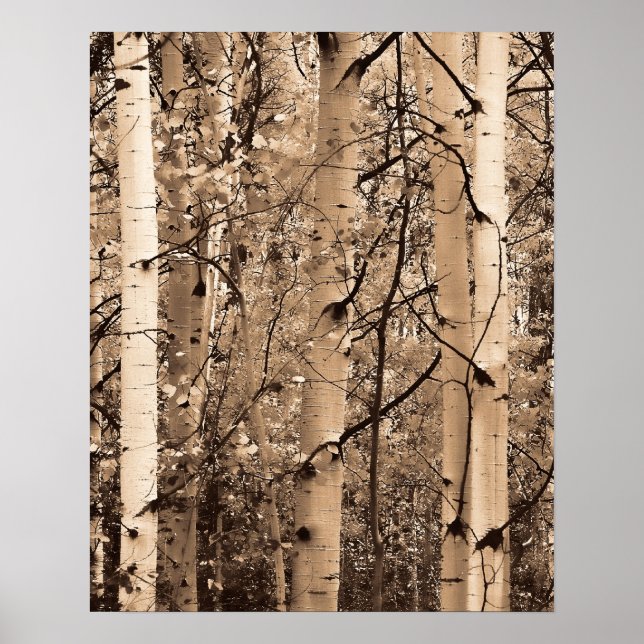 Póster Colorado Aspens (Frente)