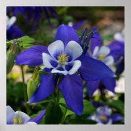 Póster Colorado Blue