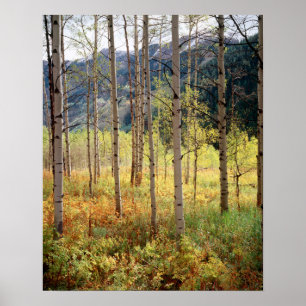 Póster Colorado, colores de otoño de árboles de álamo tem