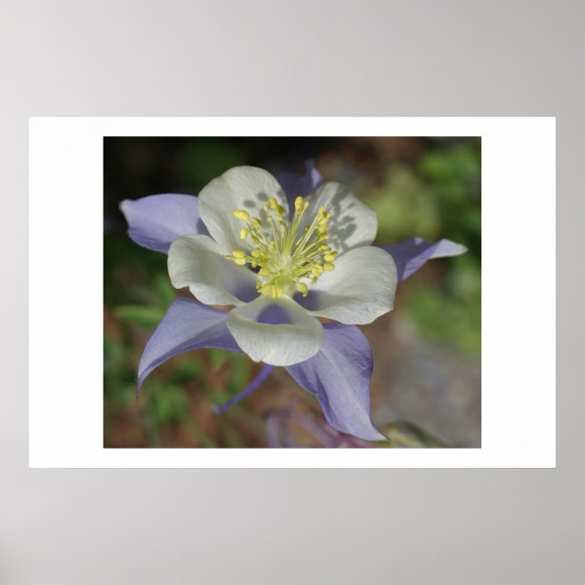 Póster Colorado Columbine (Frente)