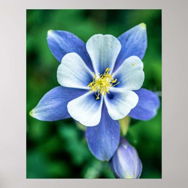 Póster Colorado Columbine // Pétalos Blancos Azul Púrpura (Frente)